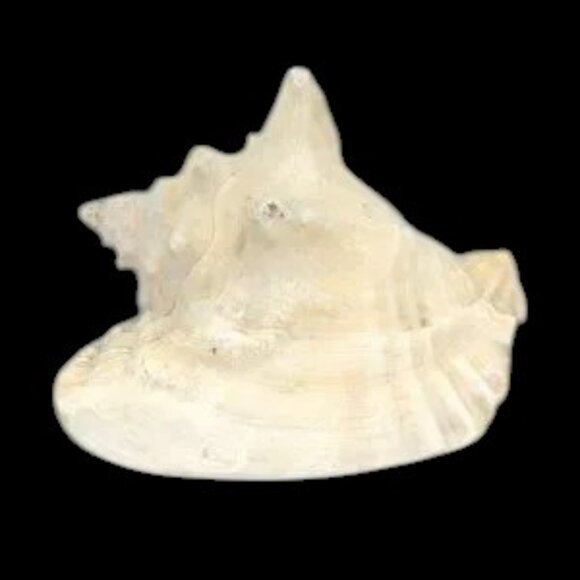 Vintage Bahama Conch Shell - Picture 4 of 9